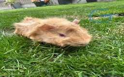Guinea Pig rodents for sale: Female and male guinea pigs for sale  - Image 6