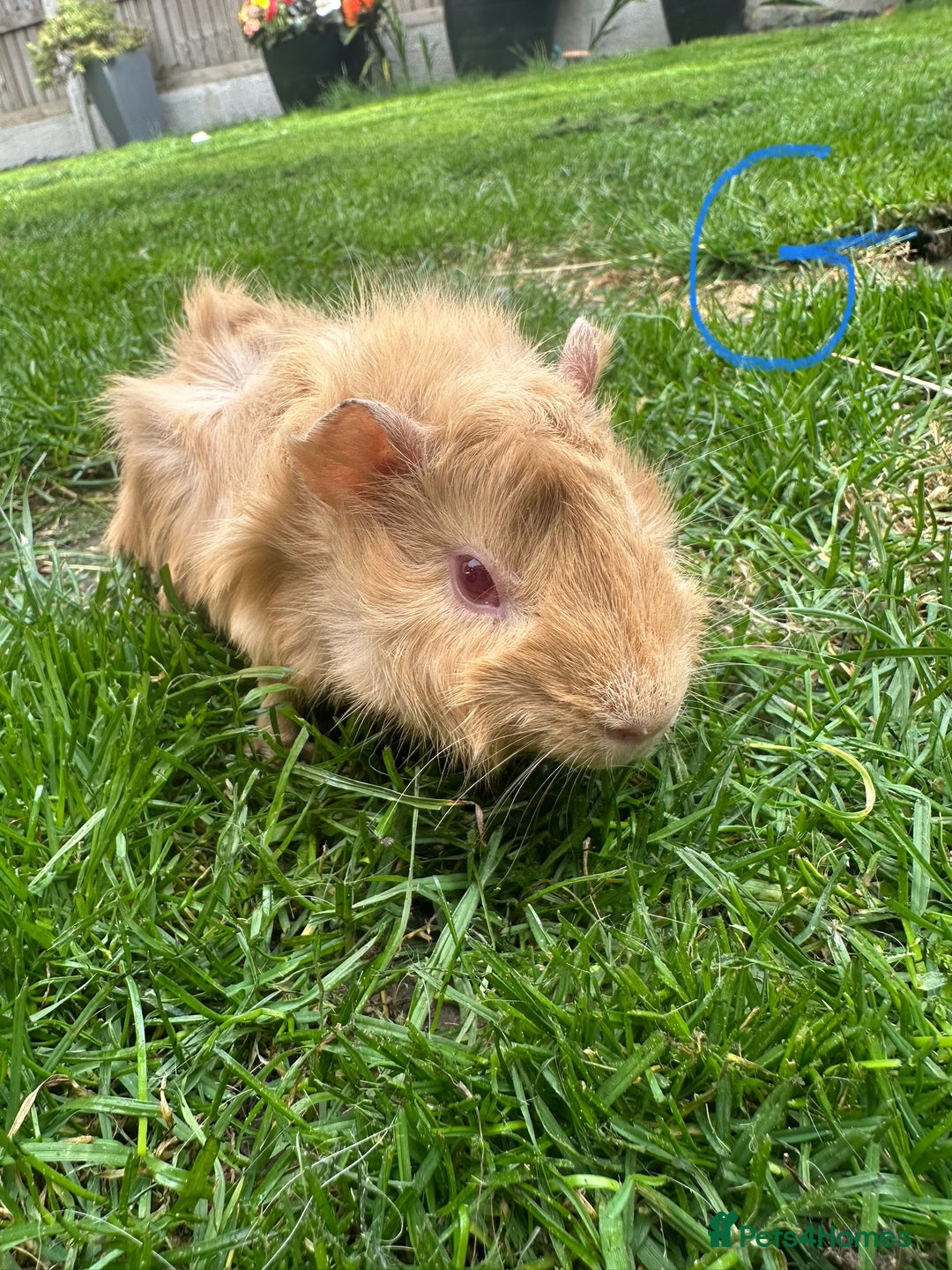 Guinea Pig rodents for sale: Female and male guinea pigs for sale  - Image 6