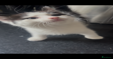 Domestic Shorthair cats - Advert 7