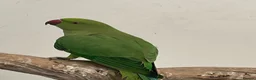 Ringnecks birds for sale: Indian Ringneck  - Advert 4