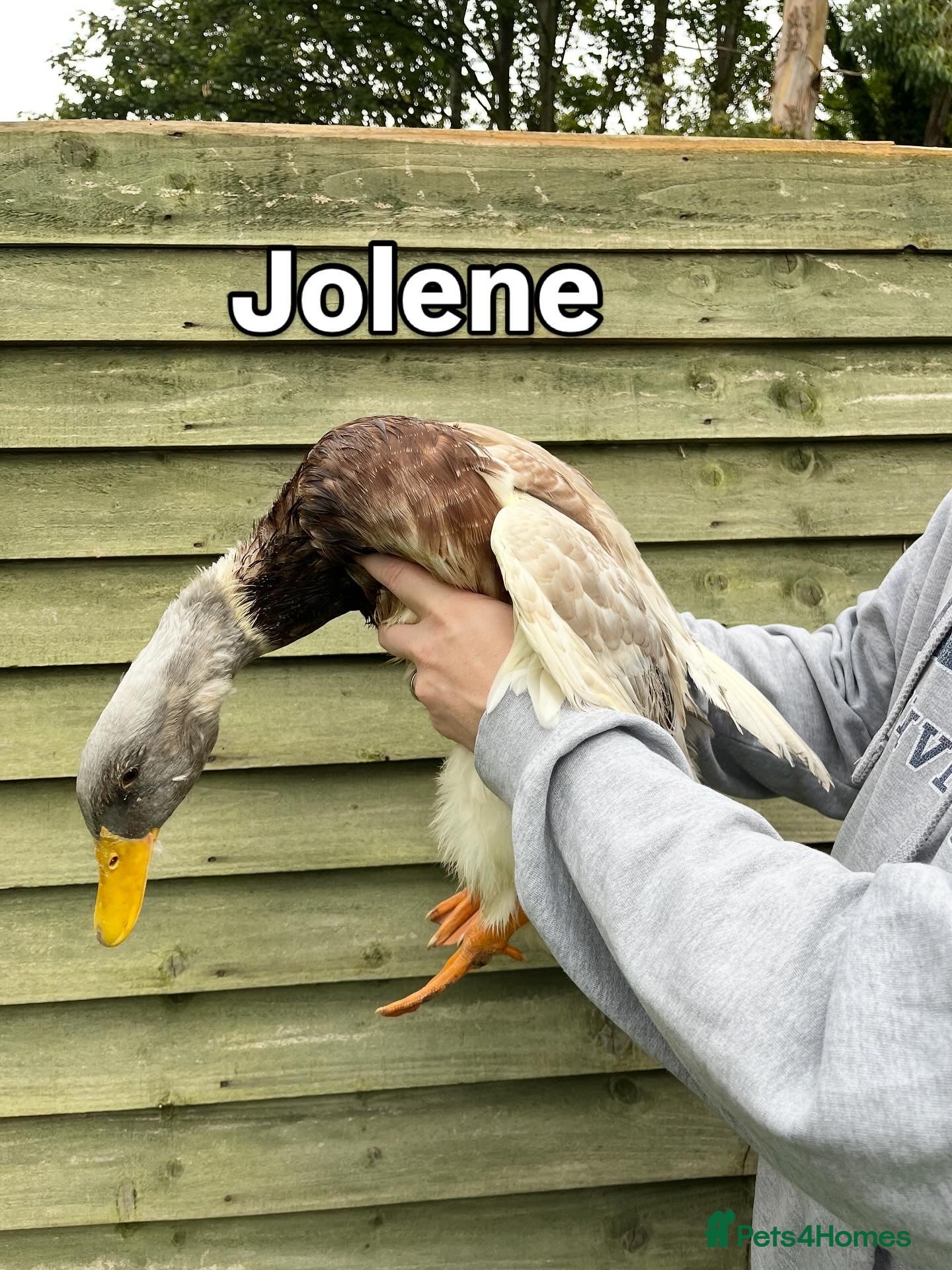 Ducks poultry 2 female saxony ducks  - Advert 3