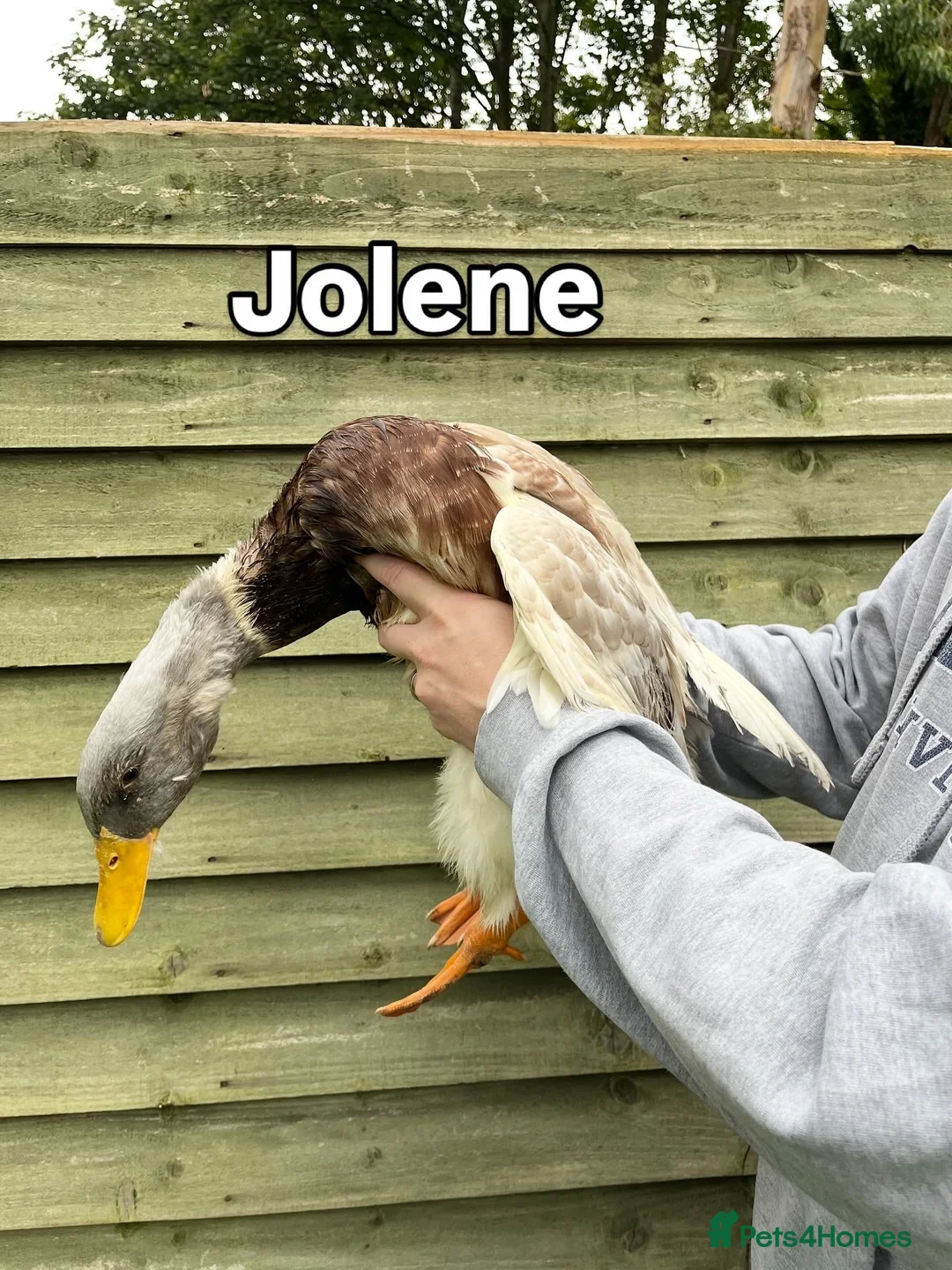 Ducks poultry for sale: 2 female saxony ducks  - Advert 1