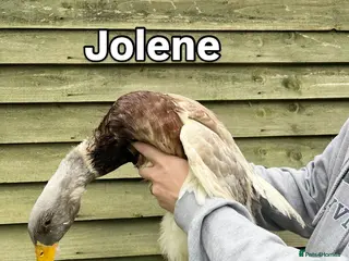 Ducks poultry 2 female saxony ducks - Advert 3