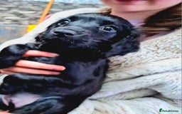 Cockapoo dogs for sale: READY TO LEAVE 4TH OF DECEMBER - Advert 31