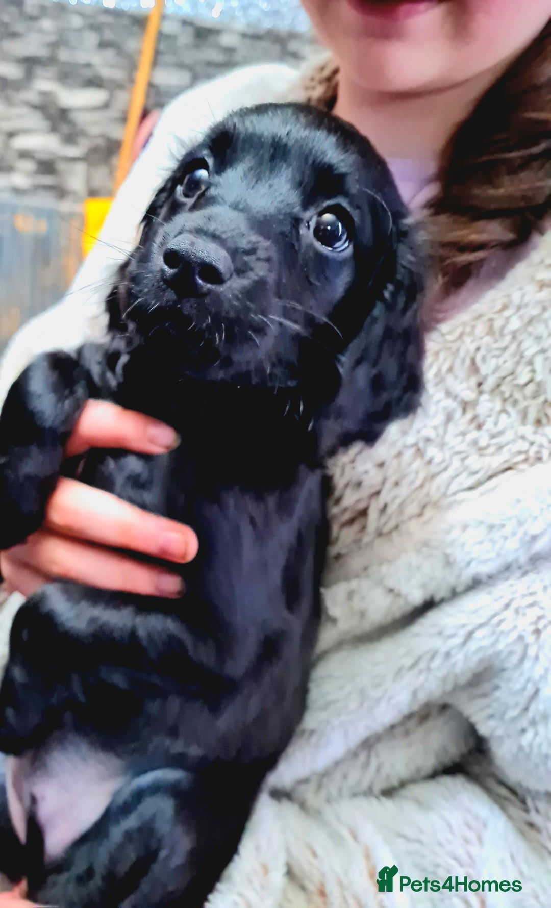 Cockapoo dogs for sale: READY TO LEAVE 4TH OF DECEMBER - Advert 31