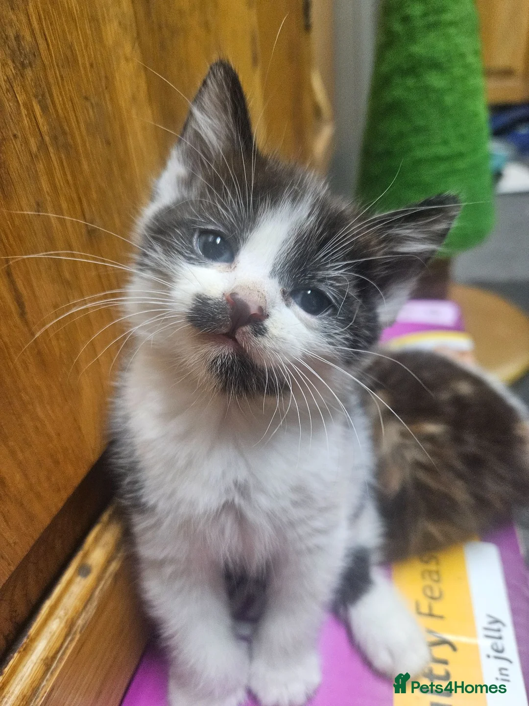 Mixed Breed cats for sale: three male kittens to be sold  - Advert 2