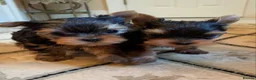 Yorkshire Terrier dogs for sale: Gorgeous Family Raised Yorkie Puppies - Advert 3
