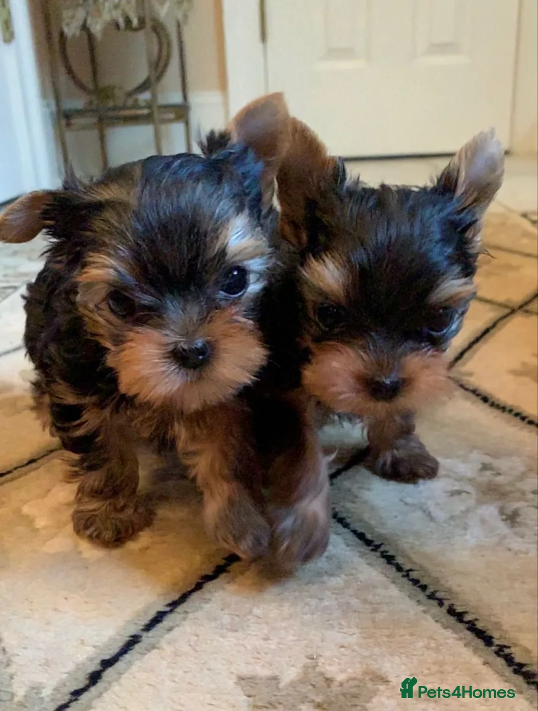Yorkshire Terrier dogs for sale: Gorgeous Family Raised Yorkie Puppies - Advert 3
