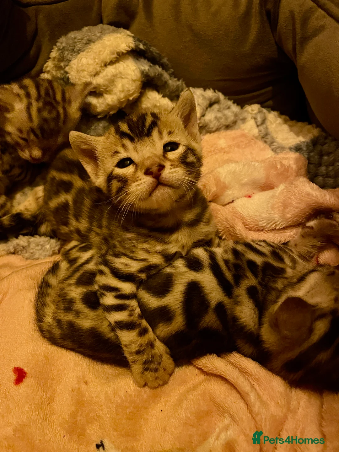 Bengal cats for sale: Pure Bengal Kittens  - Advert 22