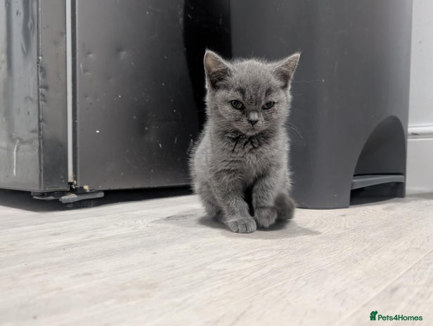 British Shorthair cats - Advert 3