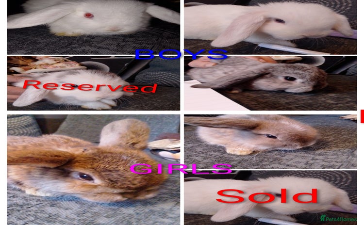 Mini Lop rabbits - Advert 16