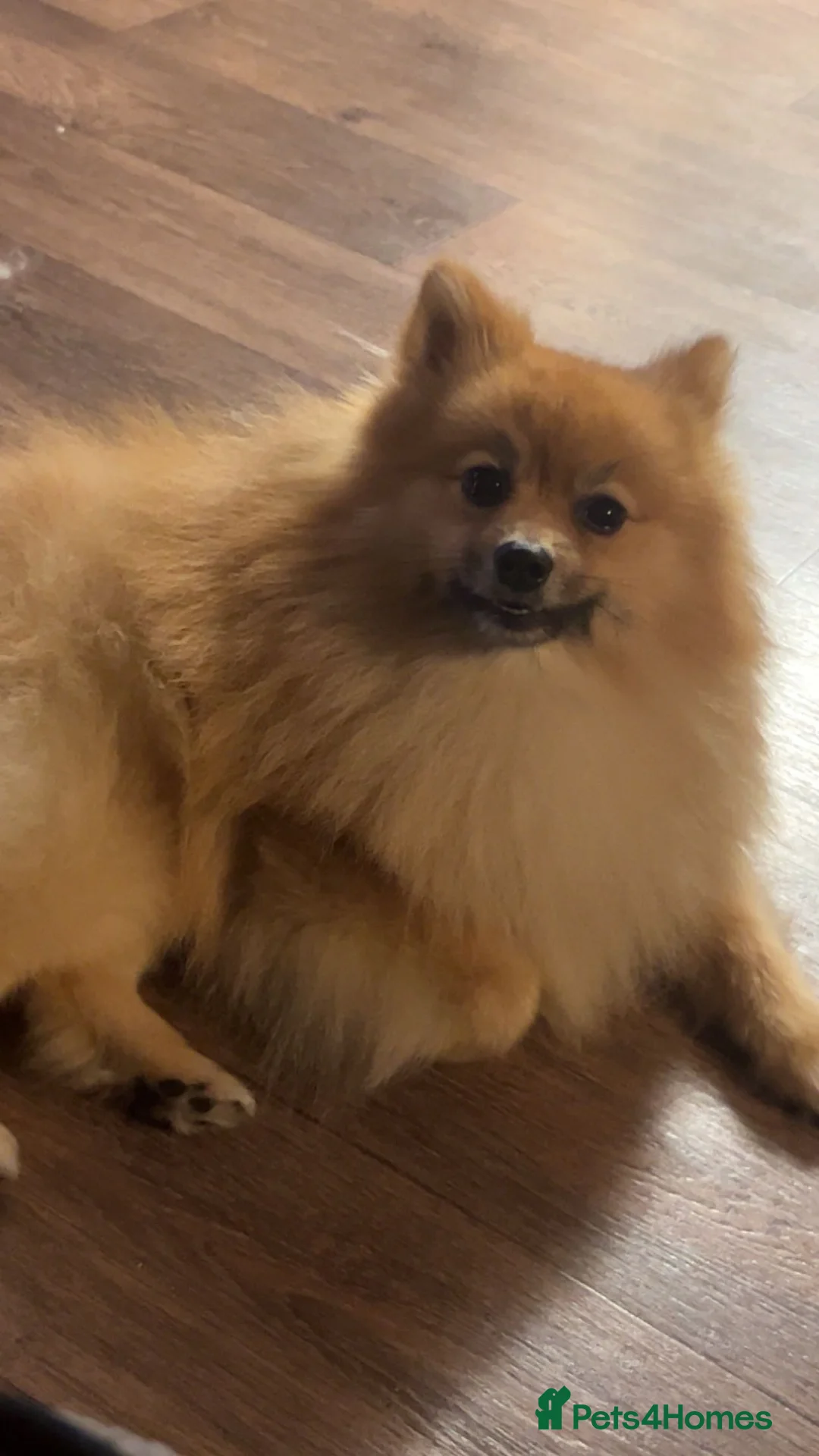 Pomeranian dogs for sale: Pomeranian Puppies - Advert 6