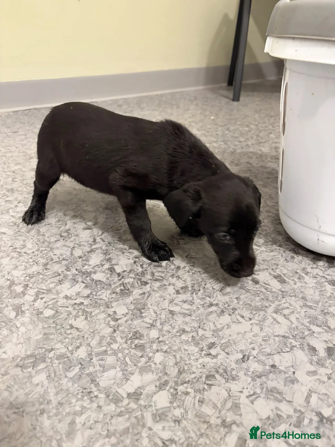 Labrador Retriever dogs for sale: Full Labrador Puppies   - Advert 2