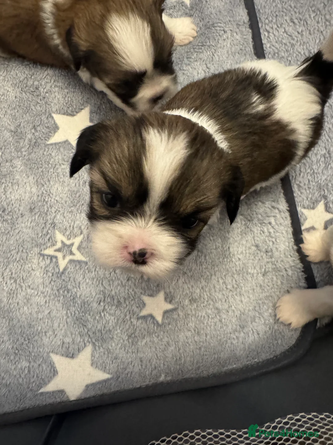 Shih Tzu dogs for sale: 1 girl left out of a litter of 4 - Advert 2