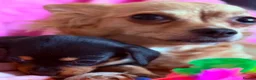 Chihuahua dogs for sale: Chihuahua X Miniature Dashund - Advert 4