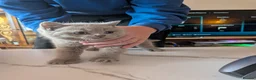 British Shorthair cats for sale: 3 British Shorthair Girls Lilac and Blue - Advert 12