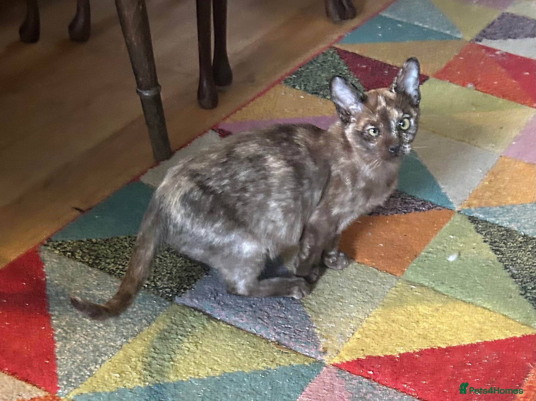 Mixed Breed cats Tonkinese kittens - Advert 18