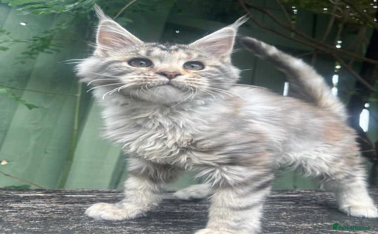 Maine Coon cats - Advert 12