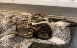 Mixed Breed cats for sale: 3 beautiful tabby’s - Image 2