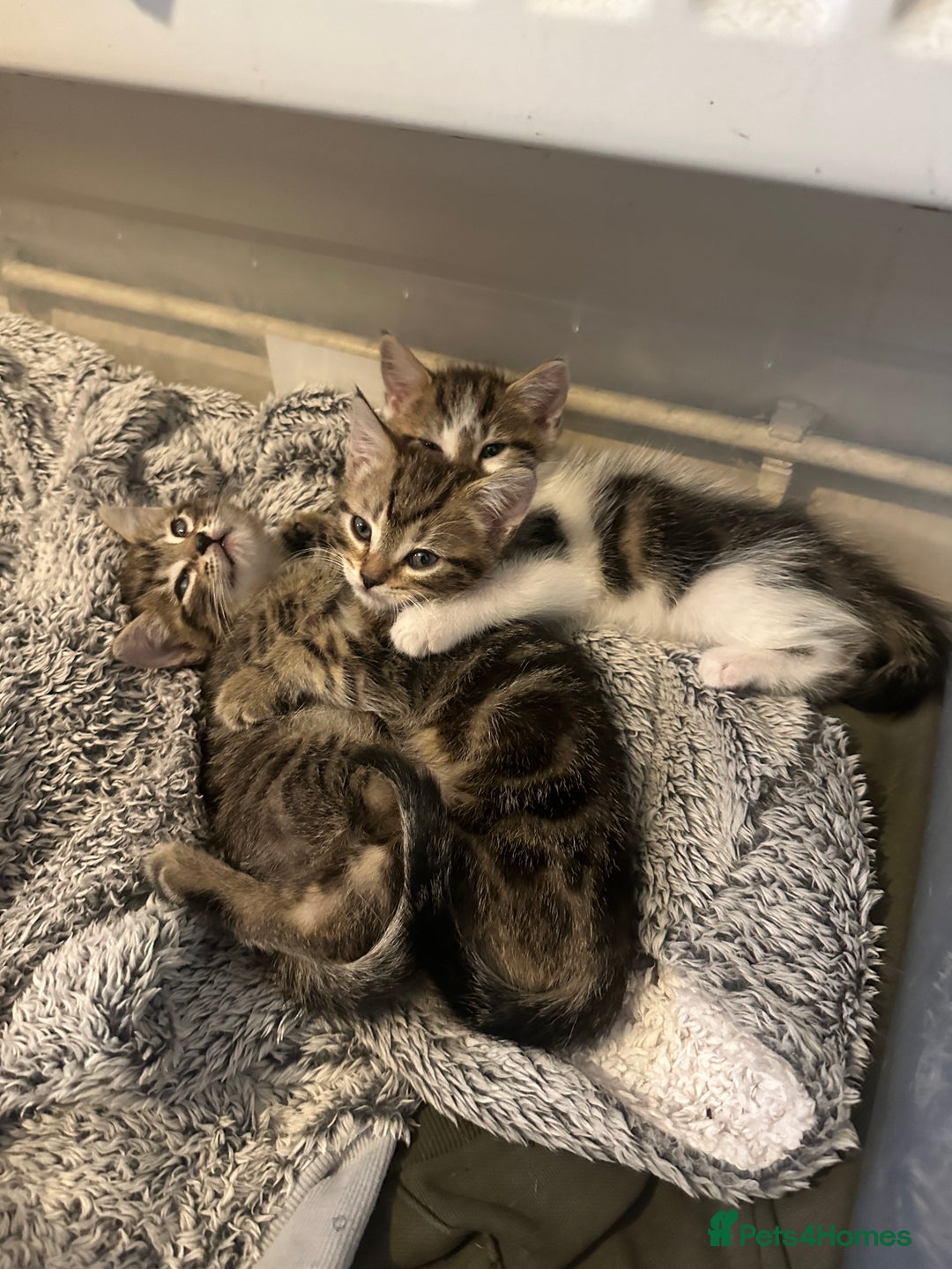 Mixed Breed cats for sale: 3 beautiful tabby’s - Image 2