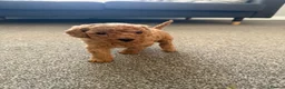 Cavapoo dogs for sale: Cavapoo - Advert 3