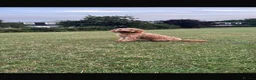 Cockapoo dogs for stud: Male Cockapoo for Studding  - Advert 4