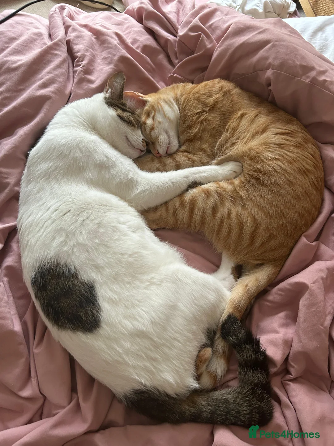 Arabian Mau cats for adoption: Two Bonded Rescue Cats for Adoption Together - Advert 11