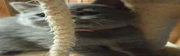 British Shorthair cats for sale: British shorthair kittens  - Advert 3