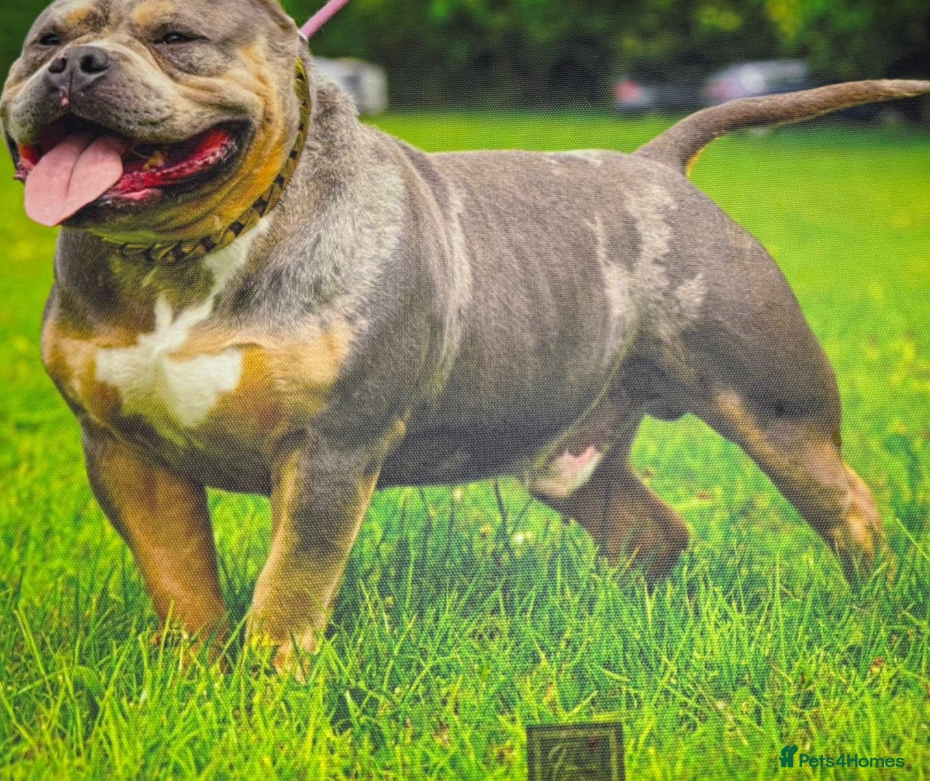 American Bully dogs Exclusive American Bully Pocket Premium Line - Advert 2