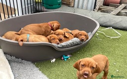 Hungarian Vizsla dogs for sale: KC registered hungarian vizsla puppies - Image 13