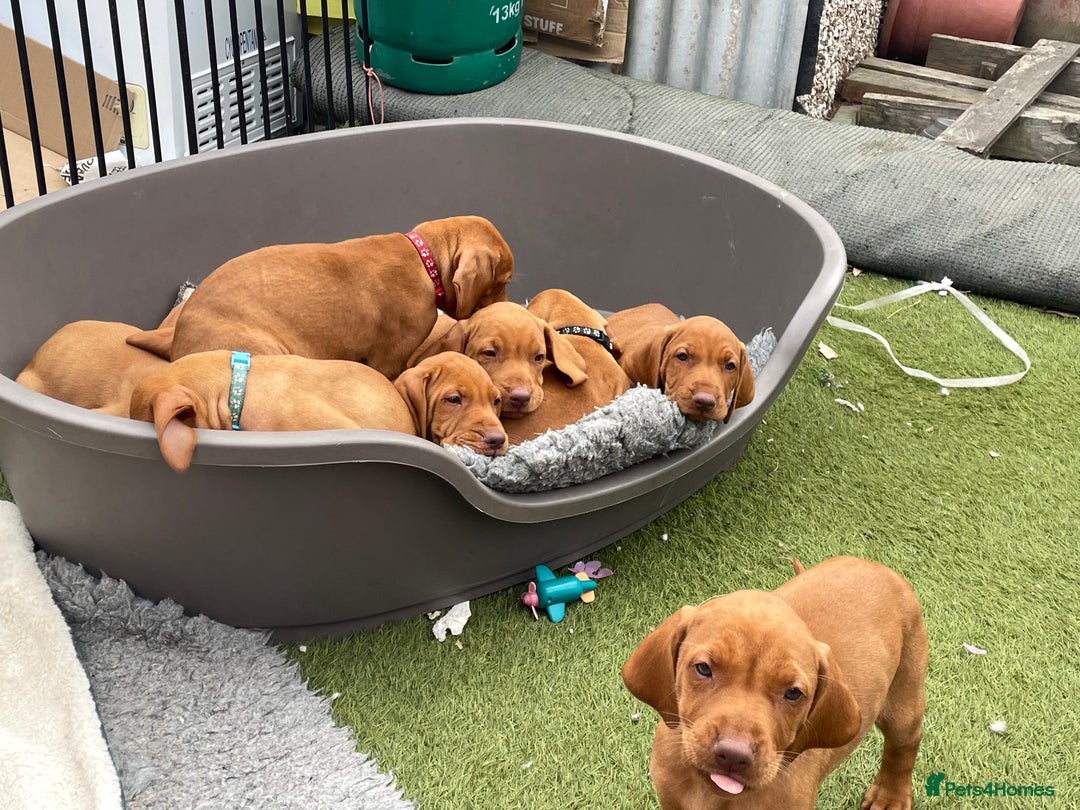 Hungarian Vizsla dogs for sale: KC registered hungarian vizsla puppies - Image 13
