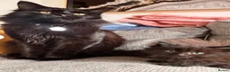Maine Coon cats for sale: Maincoon kitten last girl  - Advert 2