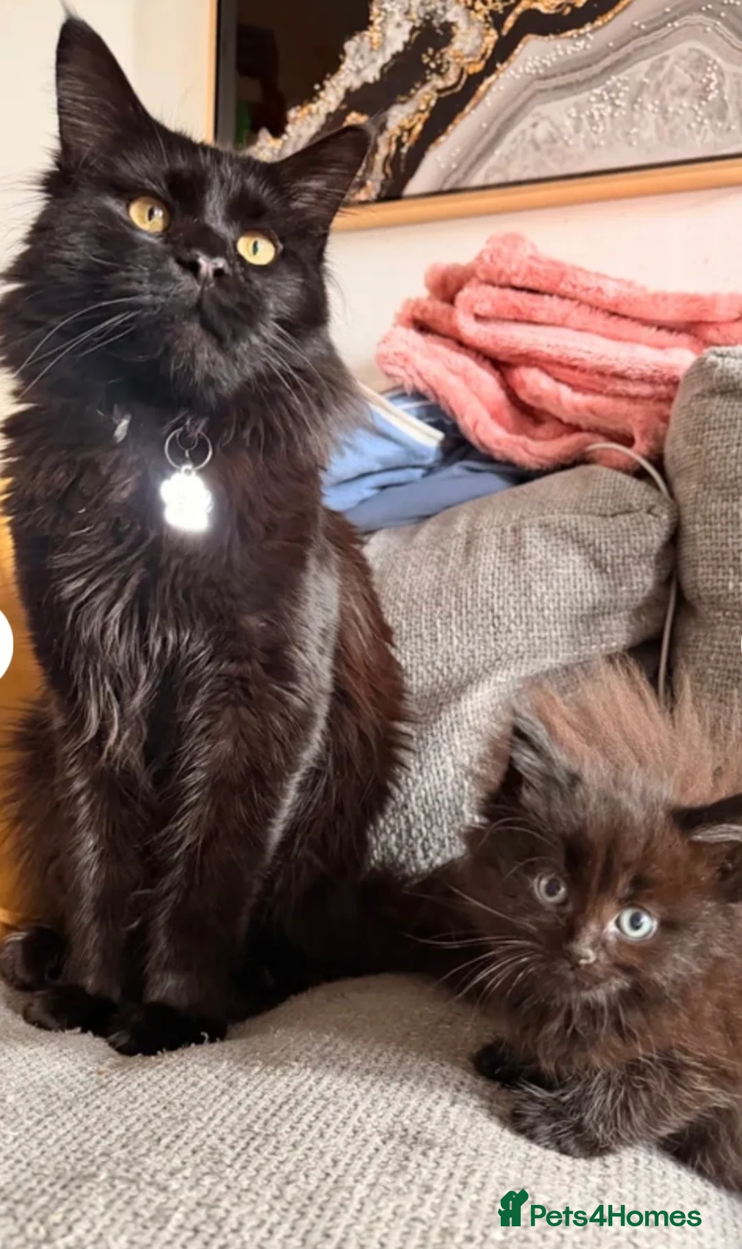 Maine Coon cats for sale: Maincoon kitten last girl  - Advert 2