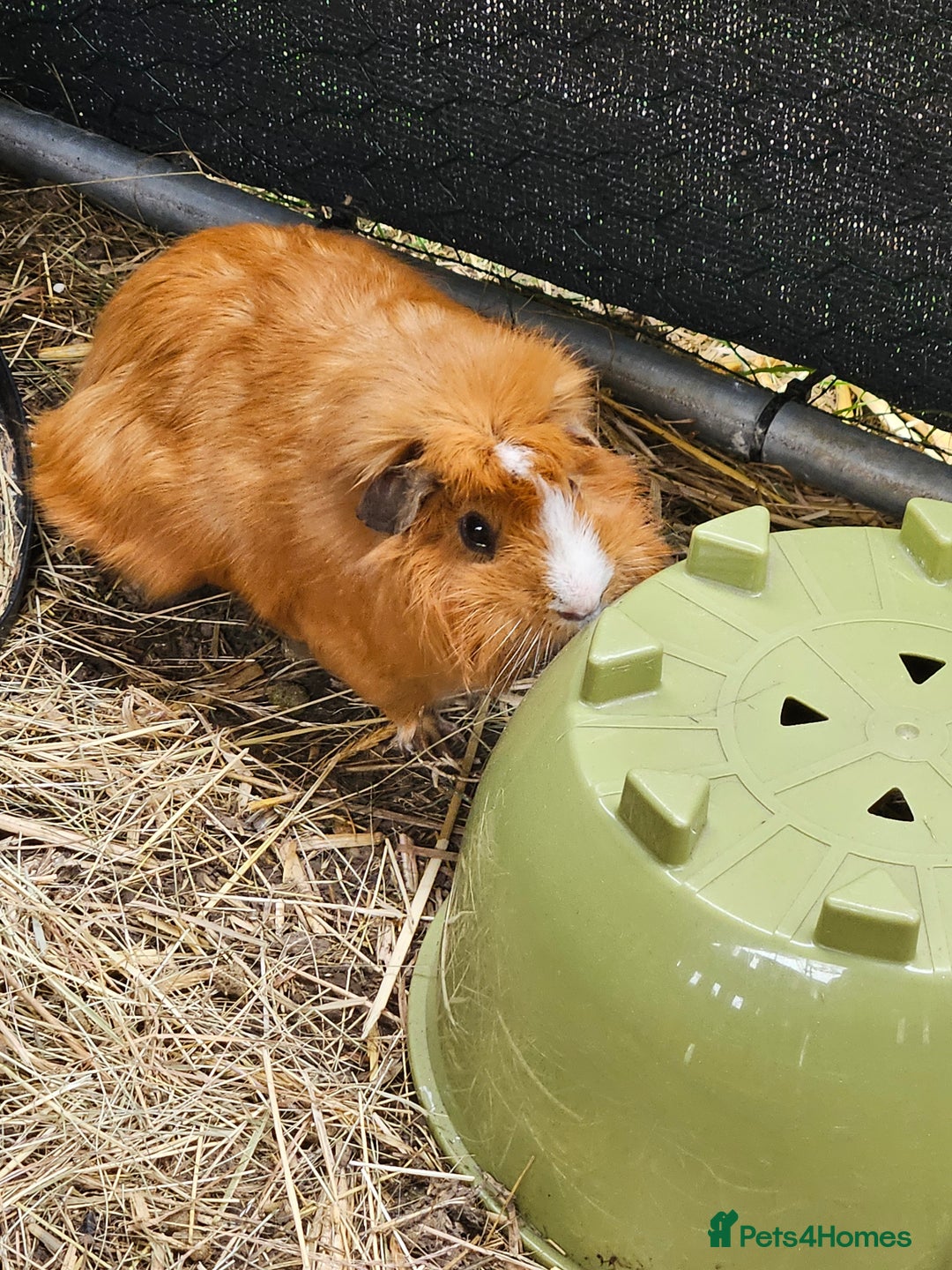 English rabbits for sale: Guinea pigs  - Image 9