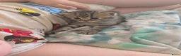 British Shorthair cats for sale: Brittish shorthair cross Bengal  in Southend-on-Sea - Advert 13