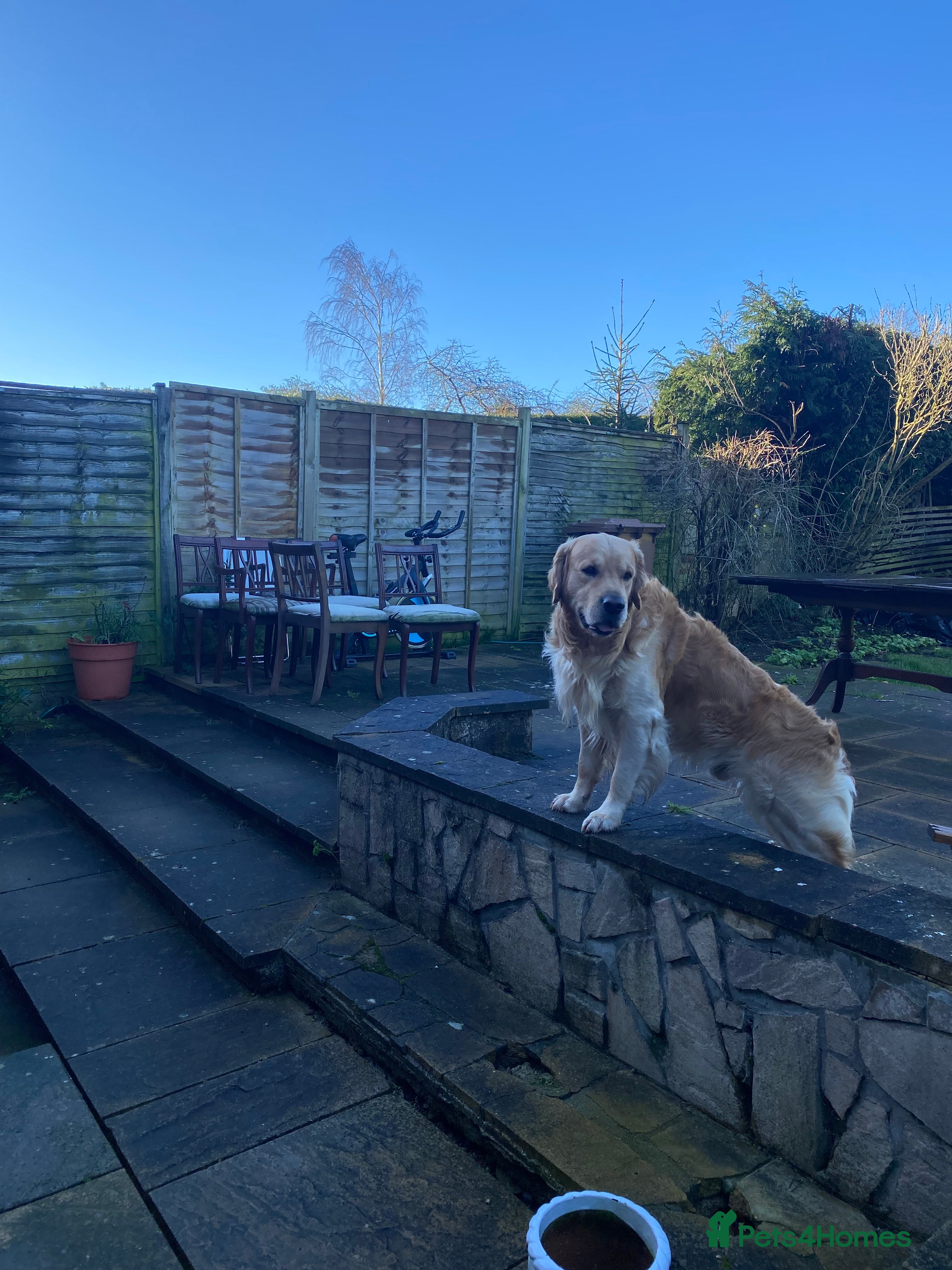 Golden Retriever dogs Beautiful Golden Retriever stud - Advert 5