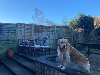 Golden Retriever dogs Beautiful Golden Retriever stud - Advert 11