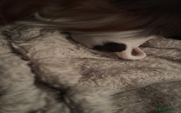 Cocker Spaniel dogs for sale: Beautiful Working Cockers Fully Health Tested  - Image 7