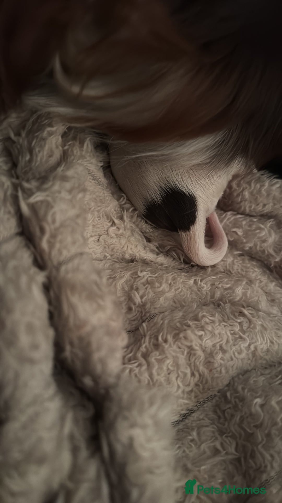 Cocker Spaniel dogs for sale: Beautiful Working Cockers Fully Health Tested  - Image 7