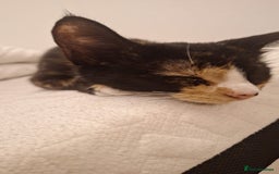 Domestic Shorthair cats for sale: Kittens  - Image 7