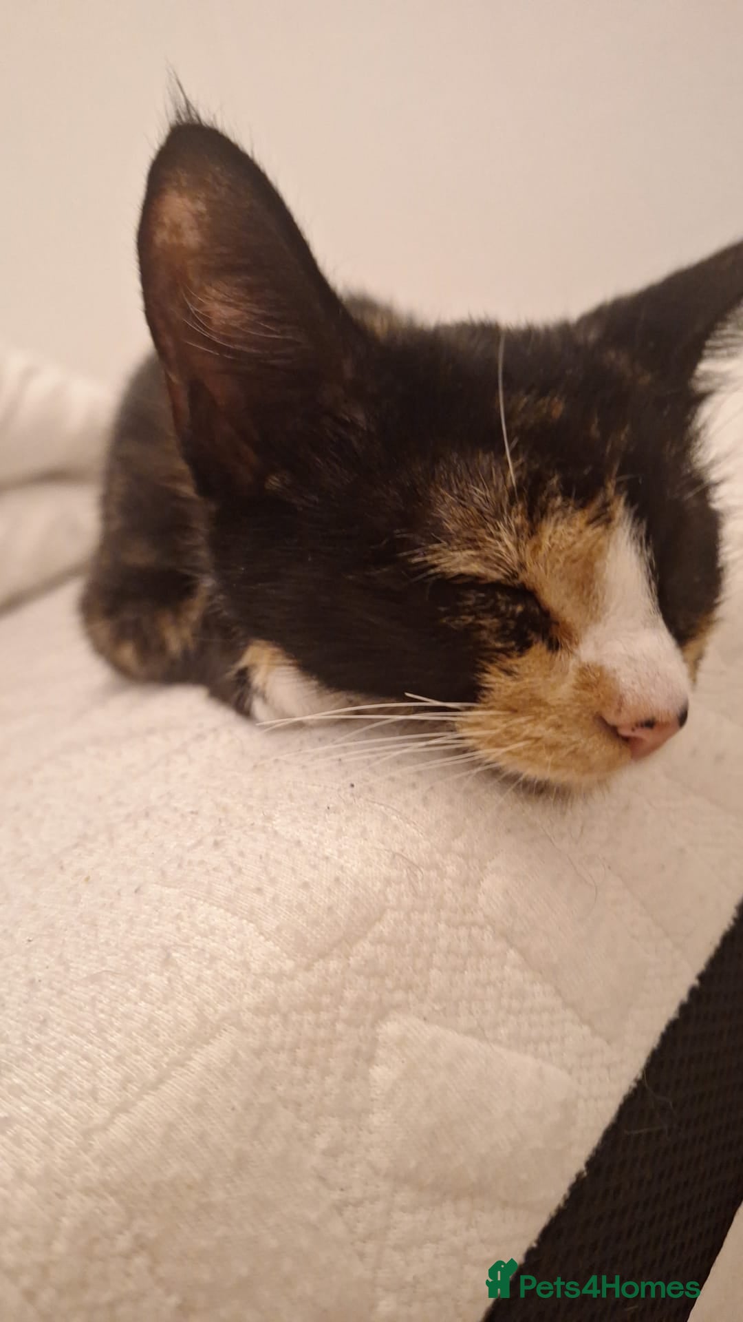 Domestic Shorthair cats for sale: Kittens  - Image 7