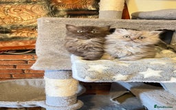 Persian cats for sale: Persian kitten ready to go - Image 5