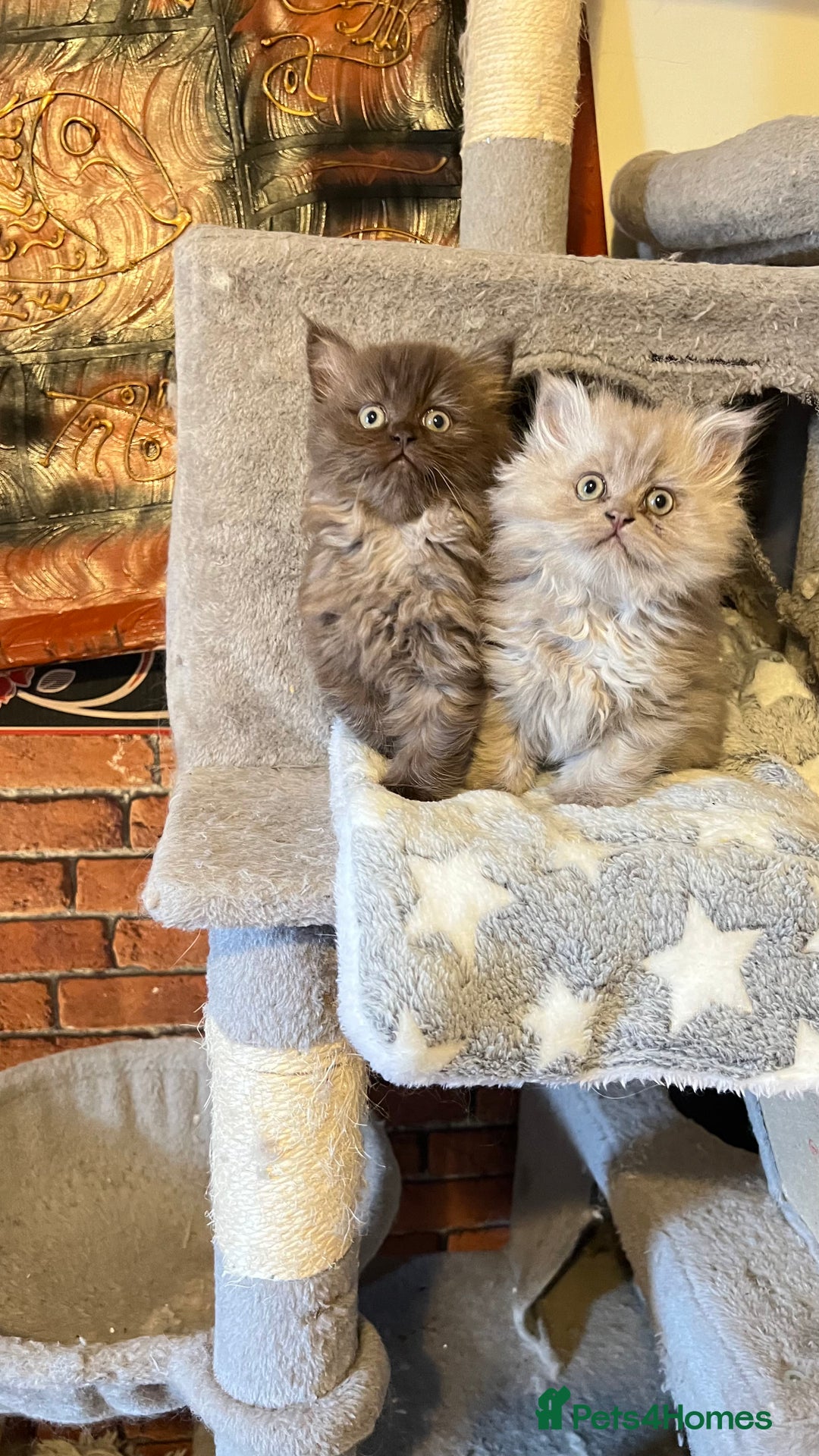 Persian cats for sale: Persian kitten ready to go - Image 5