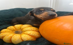 Dachshund dogs for sale: 6 beautiful dachshund puppies  - Image 26