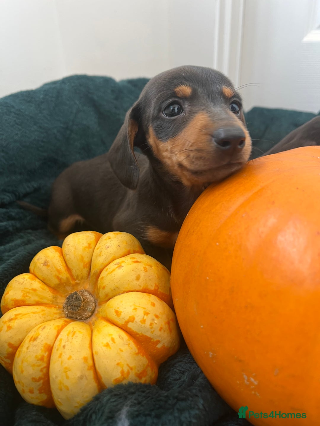 Dachshund dogs for sale: 6 beautiful dachshund puppies  - Image 26