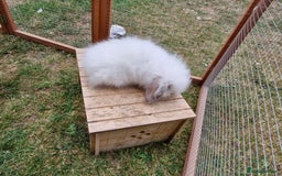 Lionhead rabbits for sale: 5 baby bunnies looking for new homes  - Image 4