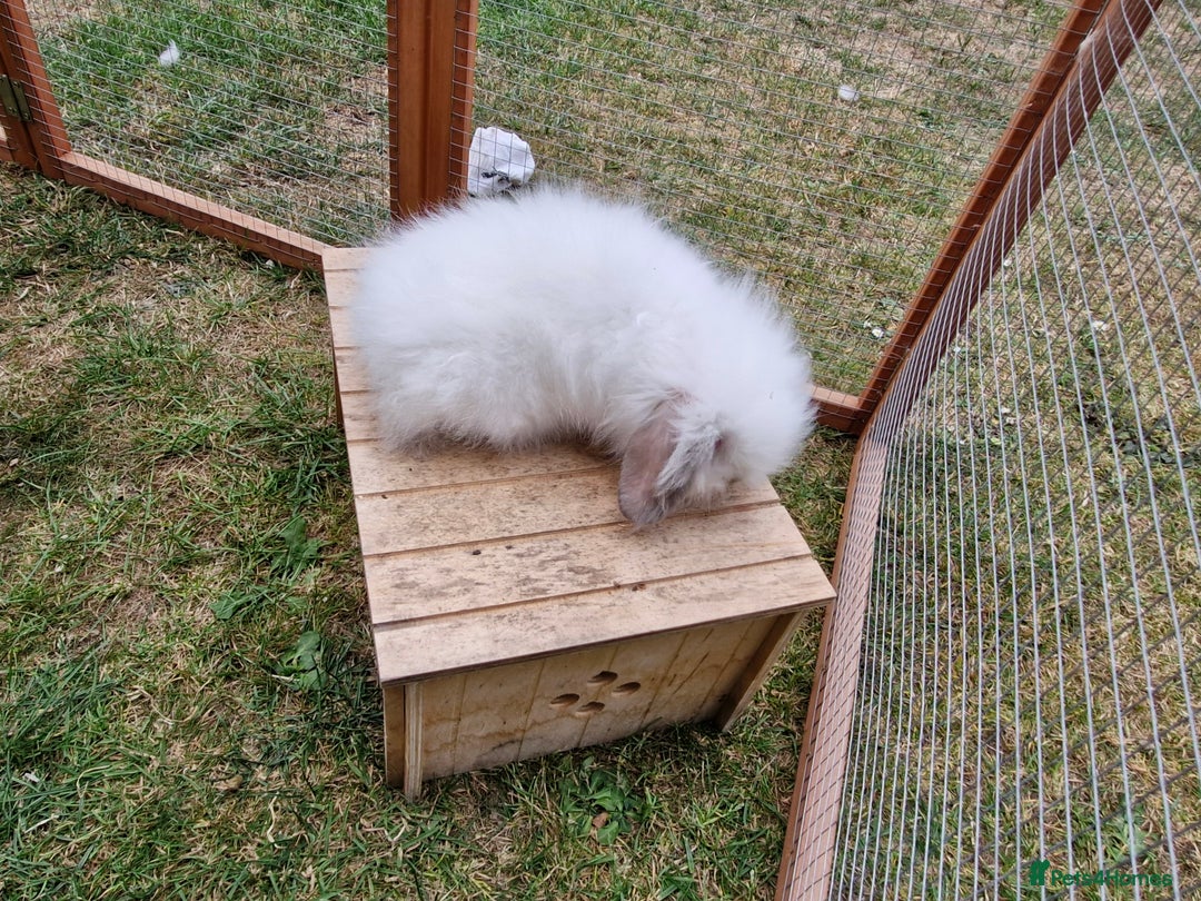 Lionhead rabbits for sale: 5 baby bunnies looking for new homes  - Image 4