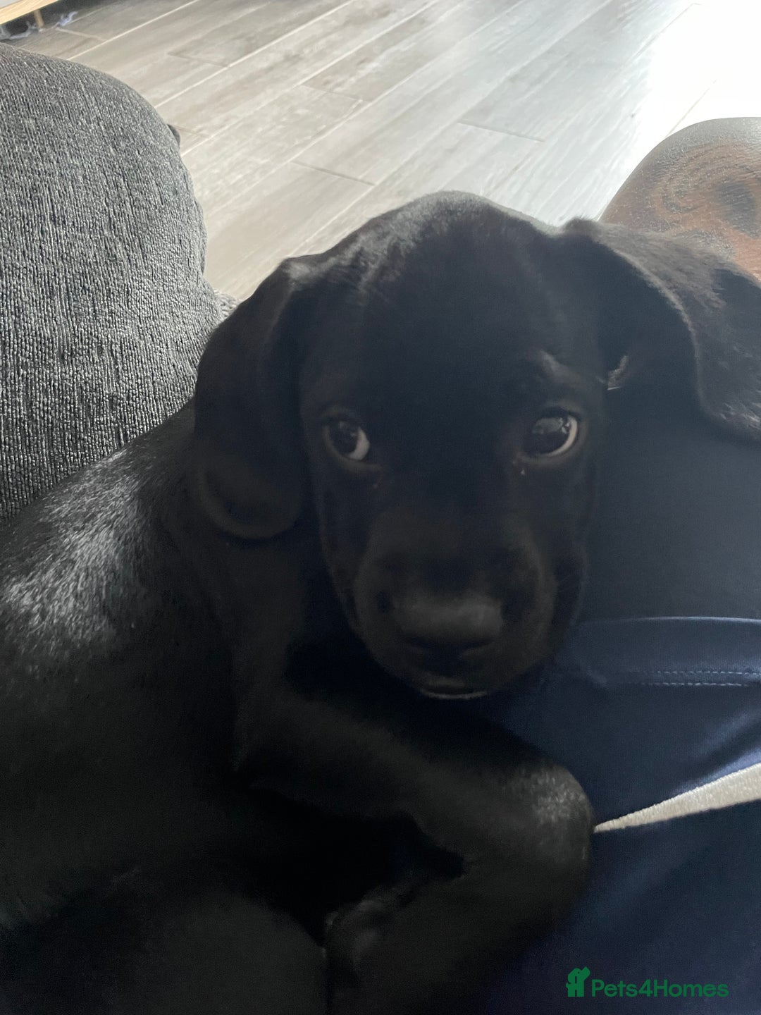 Mixed Breed dogs for sale: Ronnie and Reggie  - Advert 20