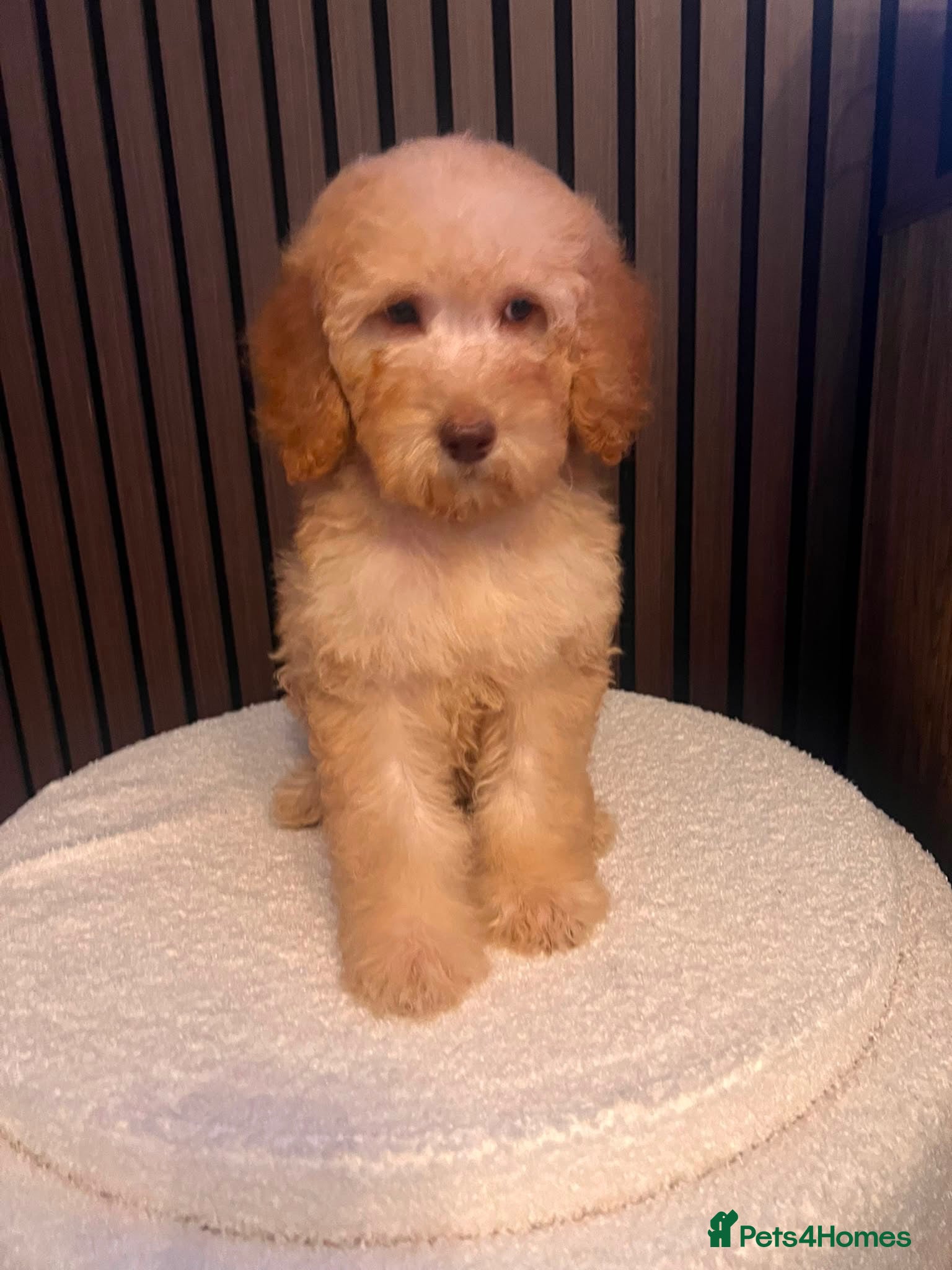 Labradoodle dogs READY NOW 1 Girl Remaining Labradoodles  - Advert 2