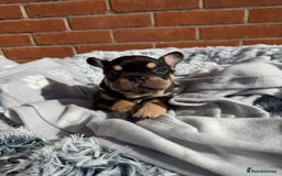 French Bulldog dogs for sale: 7 BEAUTIFUL FRENCHIE PUPPIES FOR SALE 🐾🐶  - Image 27